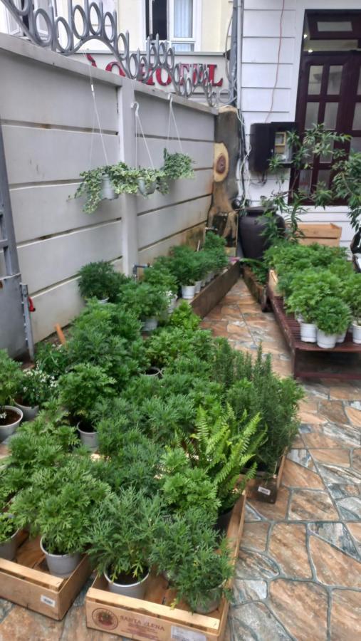 Wasabi House - Homestay Ben Cho Da Lat Dış mekan fotoğraf